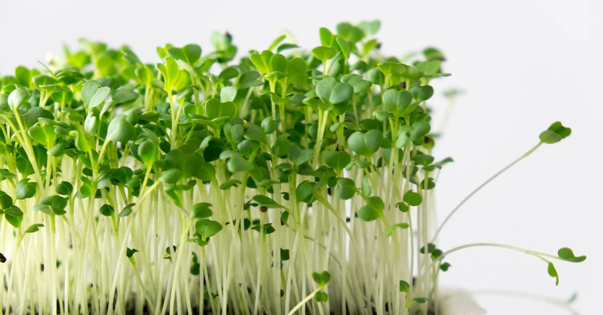 Fresh green microgreens with pale stems growing densely in a tray against a clean white background.