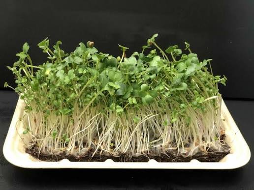 A tray of fresh microgreens with long white roots and dark soil, photographed against a black background.