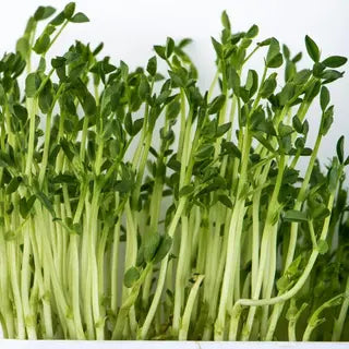 Fresh green microgreens with slender pale green stems and small leafy tops, photographed close up against a plain white background.