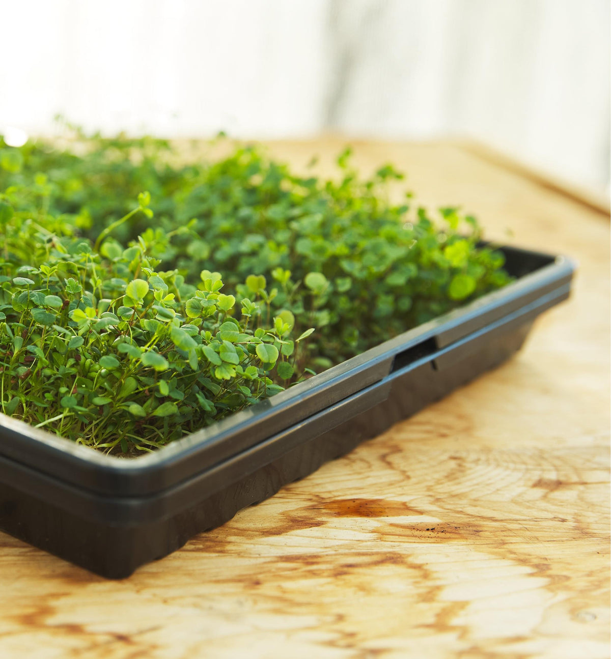 Tray of microgreens on a wooden surface