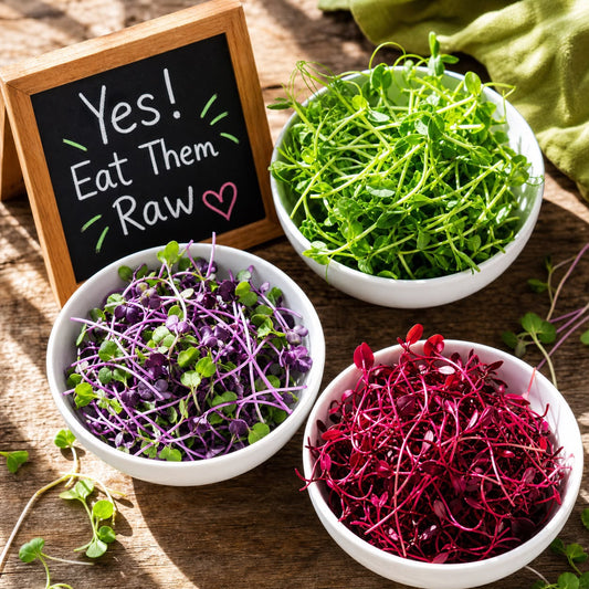 Picture of white ceramic bowls with different kinds of microgreens in them.