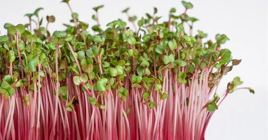 How Long Do Microgreens Actually Stay Fresh