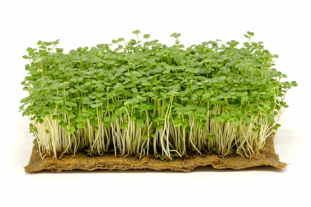 A dense patch of young microgreens growing on a brown coir or paper tray, photographed against a clean white background.