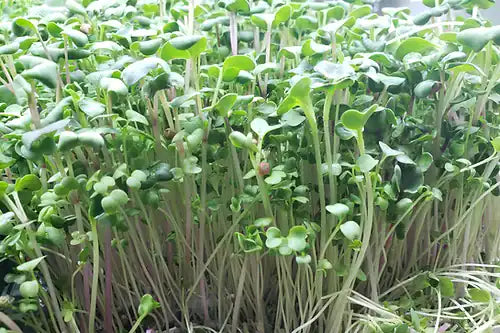 Fresh green microgreens with long pale stems growing densely in a tray or field.