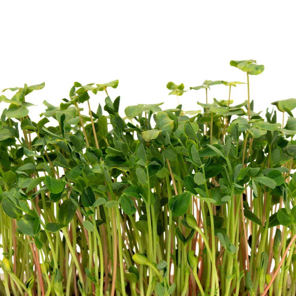 Fresh green microgreens with small oval leaves and upright stems, photographed against a plain white background.
