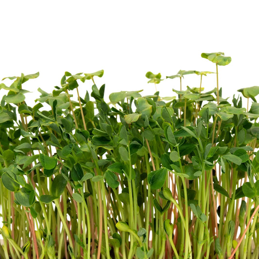 Fresh green microgreens with small oval leaves and upright stems, photographed against a plain white background.
