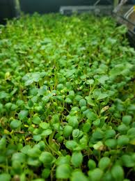 A close-up view of a dense patch of microgreens growing closely together.