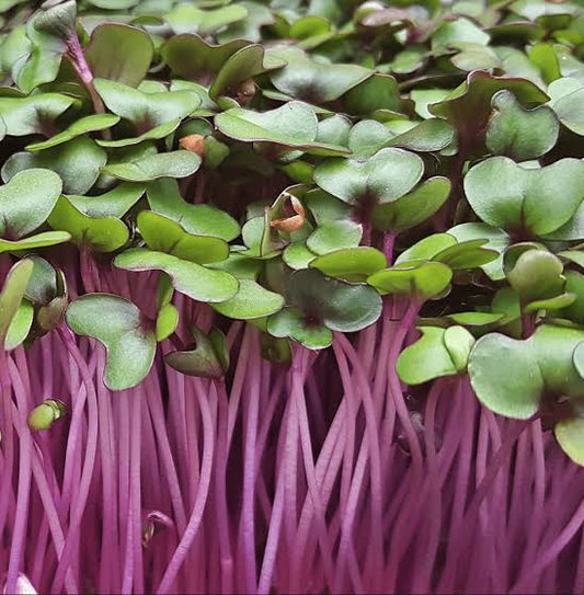 Red Cabbage